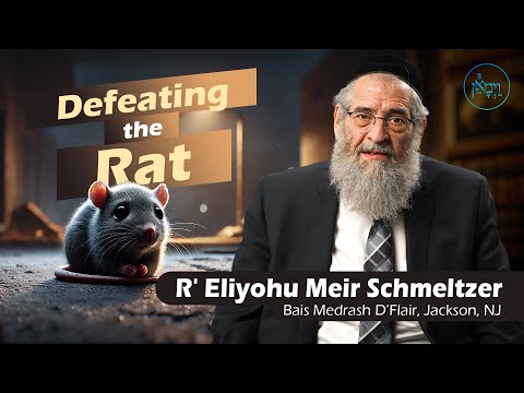 Defeating the Rat | Rabbi Eliyohu Meir Schmeltzer
