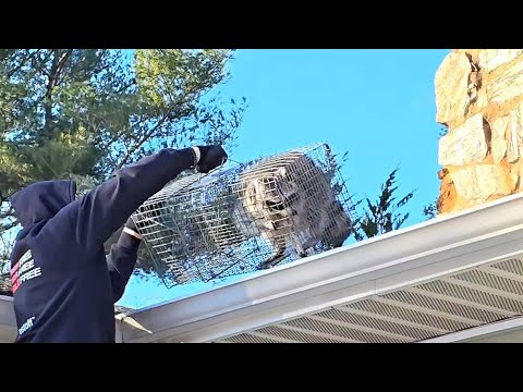 How do summer-season businesses survive during the winter? | Avrum Meirowitz, Pestoff Exterminating