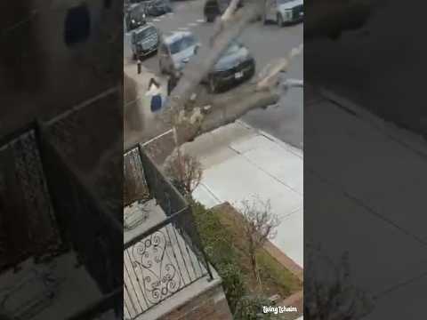 BIG MIRACLE in Brooklyn! Tree Misses Them By 1 Inch. #miracle #miraculous