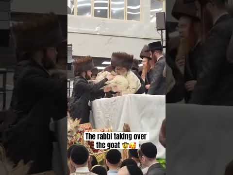 The rabbi taking over the goat 🤠🥰