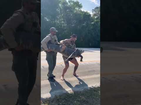 WATCH: Man wrangles alligator barefoot off side of interstate in Jacksonville