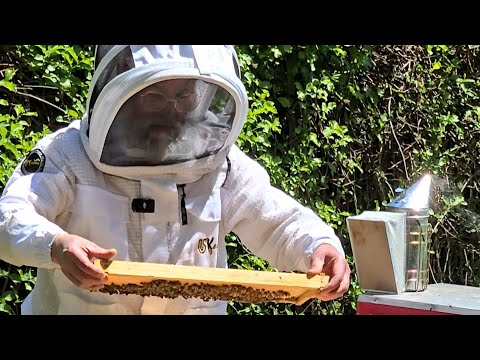 How Raw Honey Helped Many Allergy Sufferers Say Goodbye to Their Pain | Ari Fefekorn,Donne Bee Honey